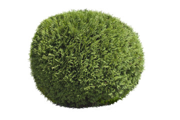 Topiary bush
