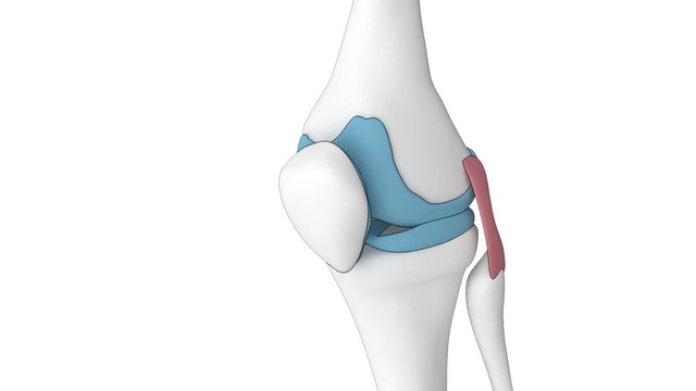 Knee anatomy in detail
