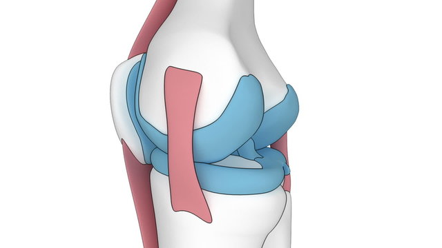Knee in detail isolated