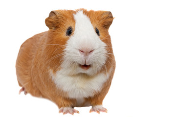 red guinea pig - Powered by Adobe