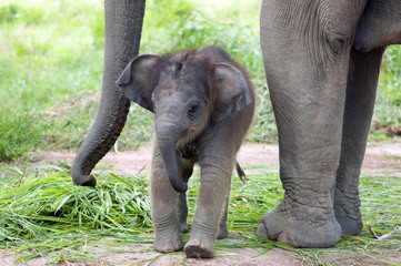Fototapeta premium Baby elephant