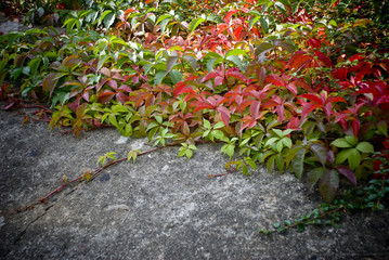 Viginia Creeper in the garden