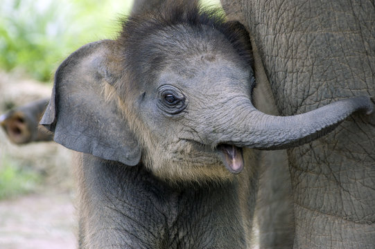 Fototapeta Baby elephant