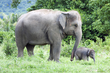 Mother and her baby elephant
