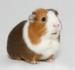 Guinea pig