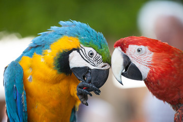 Papagei © Thomas Kranenberg