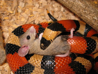Snake