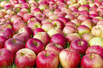 Red sweet apples in the grass