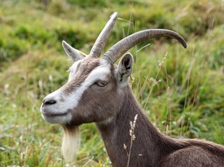 Thüringer Waldziege