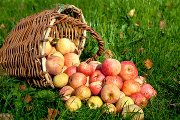 Apples in a basket