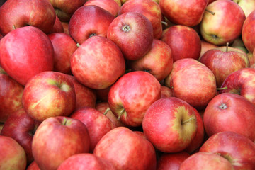 Fototapeta na wymiar gala-äpfel
