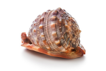 Sea shell