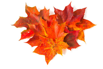 autumn maple leaves, heart shape
