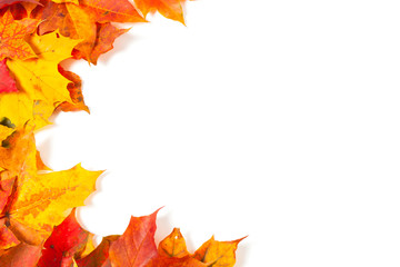 Beautiful autumn maple leaves