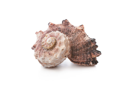 Sea shell