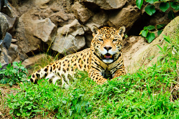 Fototapeta na wymiar Jaguar odpoczynku po karmieniu