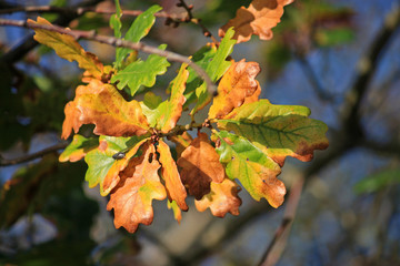 oak tree in autumn