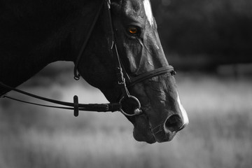 Horse of the vampire