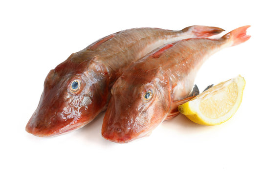 due gallinelle di mare - two tub gurnard fish