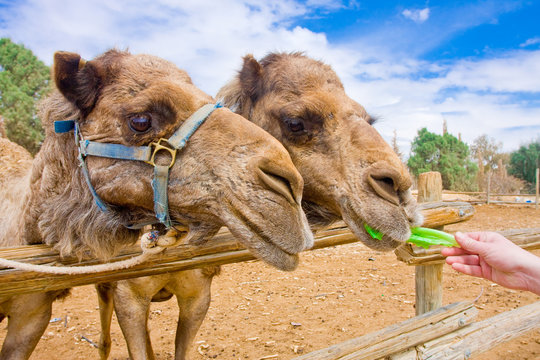 Couple of Camels feeding