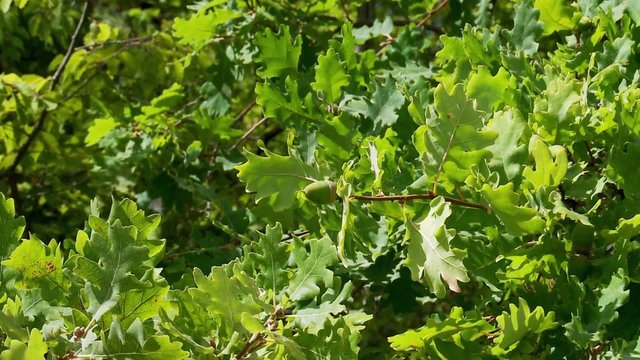 Unripe green acorns on oak branch
