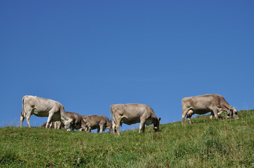 Kühe in den Alpen