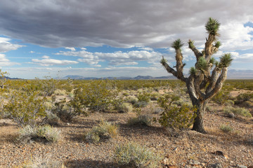 Joshua Tree National Park, USA