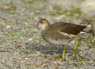 Young Moorhen