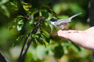 Black-Capped Chickadee Perched on a Hand