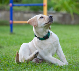 Photo of a young Labrador