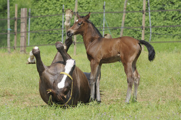 Obraz premium Horse - Broodmare with foal in the paddock