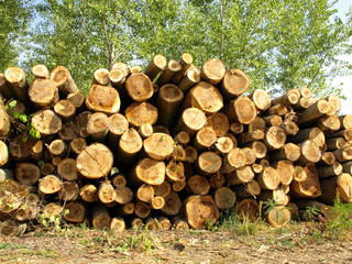 Logs