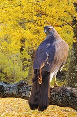 Goshawk in forest.