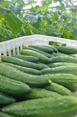 cucumbers in a box