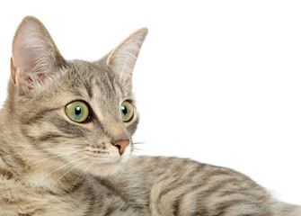 Gray kitten portrait