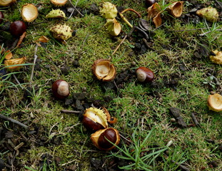 viele kastanien und gr&uuml;nes erdboden mit moos