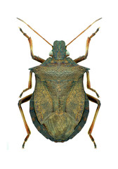 Bug Picromerus bidens