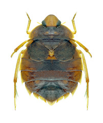 Bug Aphelocheirus aestivalis