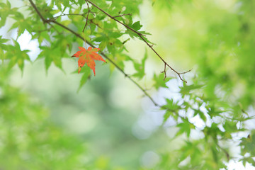 色づき始めたもみじ