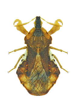 Bug Phymata crassipes
