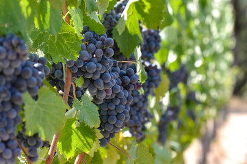 red grapes on the vine