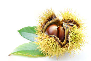 chestnut