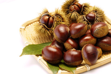 chestnut