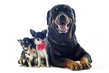 Fototapeta premium rottweiler and chihuahuas