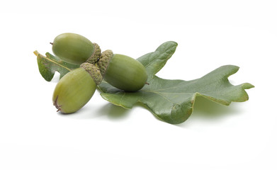 Oak acorn © angorius