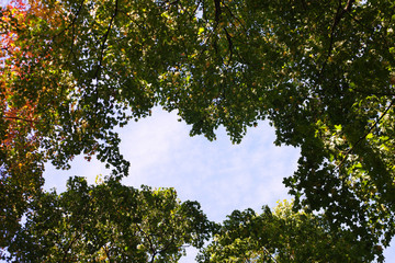 Autumn trees.