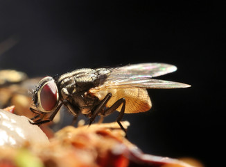fly close up or macro with dark background