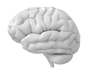 3d brain isolated on white background