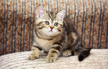 Little Kitten on sofa