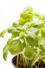 fresh basil